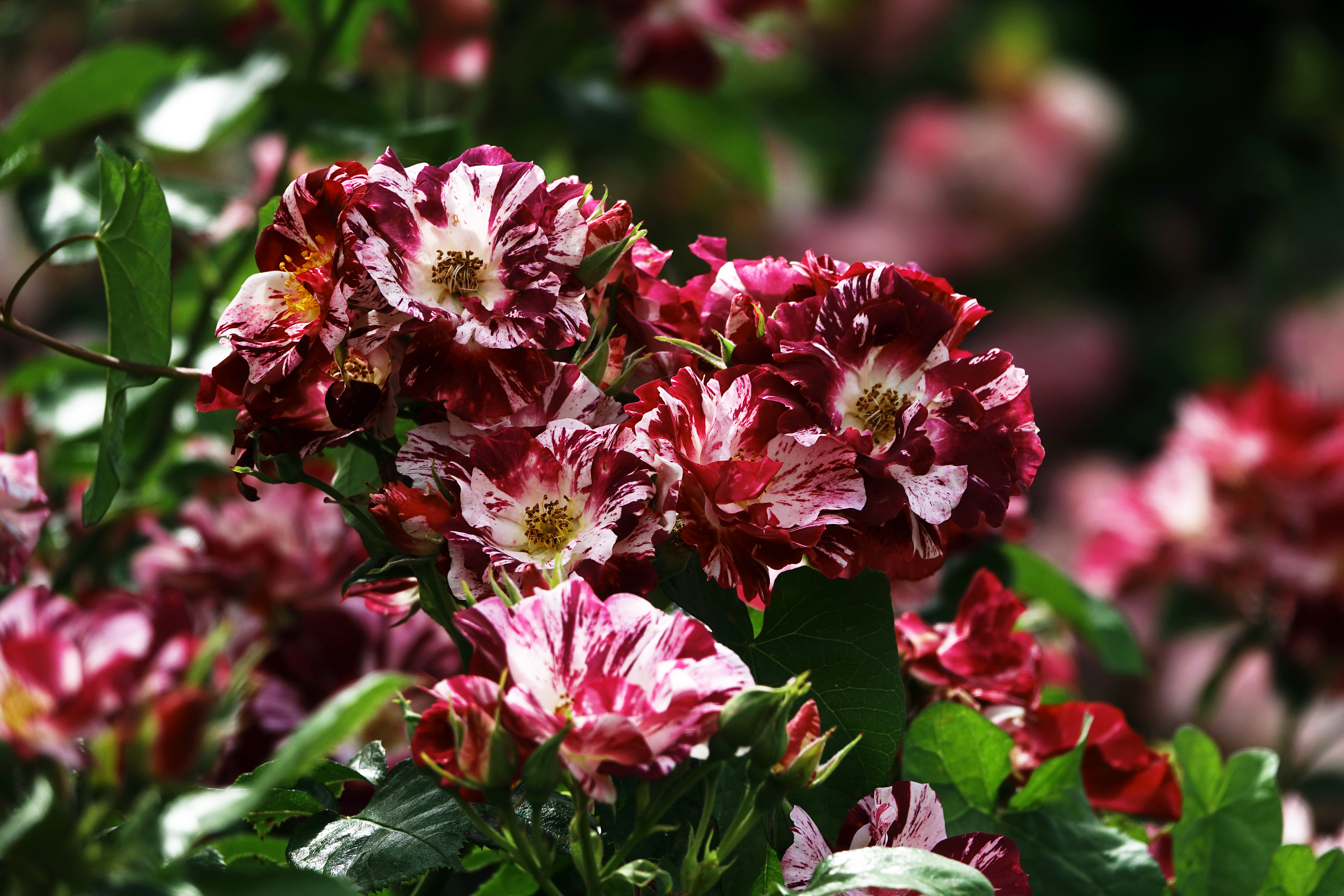 ©SUNFLOR – Primavera